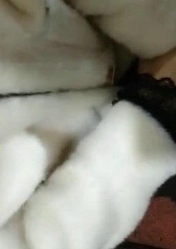 ٸԼͻӲ